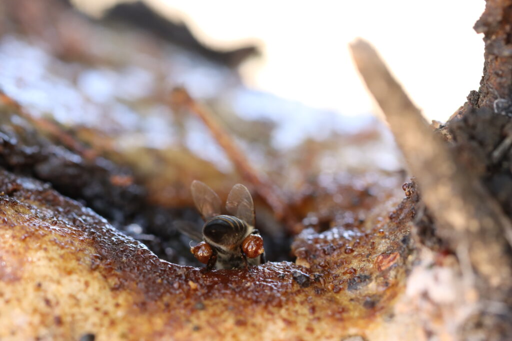 The resins of Vachellia karroo being collected by a resin-collecting honeybee.