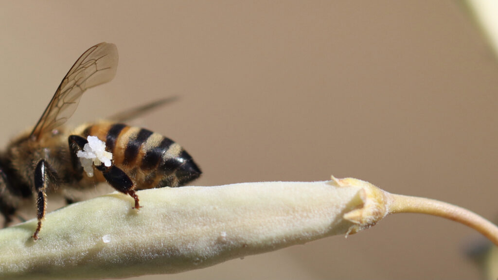 Honeybee collecting milkweed resins.