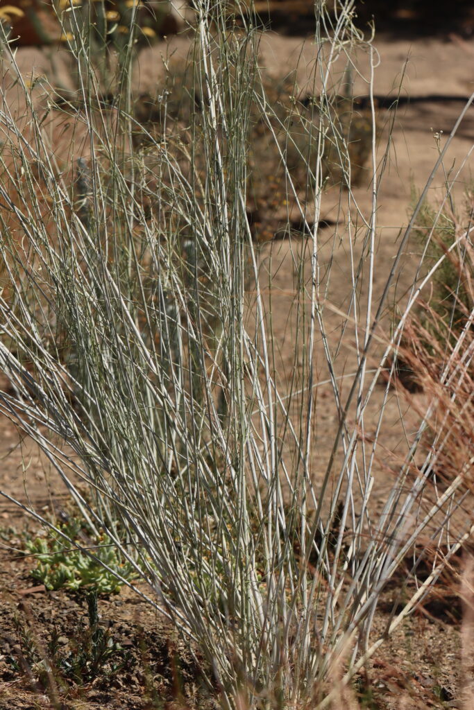 Gomphocarpus filiformis (lammerlat), is found primarily in arid habitats.