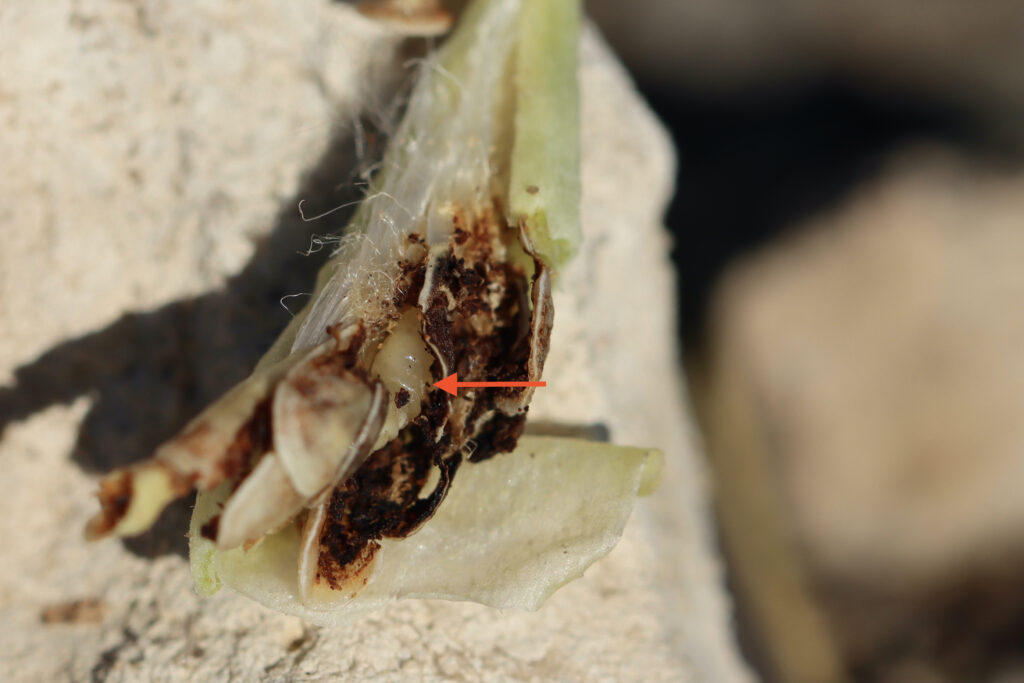 Tephritid fly larva consumes the seeds as it develops.