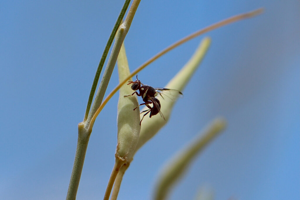 A tephritid fly laying an egg into the seed pod.