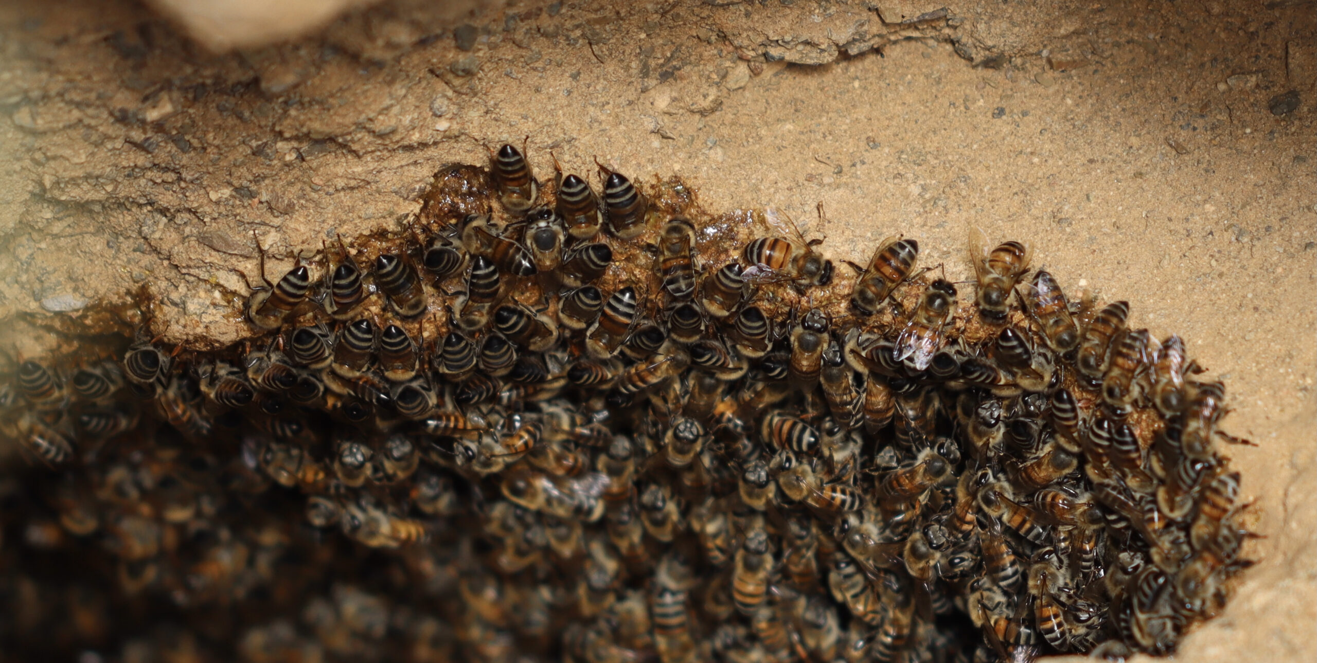 Honeybees preparing the surface and applying resins in a cavity dwelling situated in an aardvark burrow.