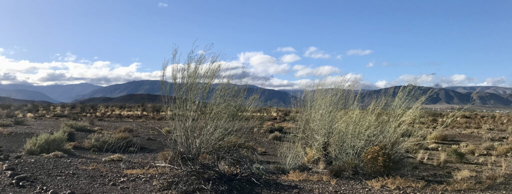 Karoo landscape with Lammerlat (Gomphocarpus filiformis)