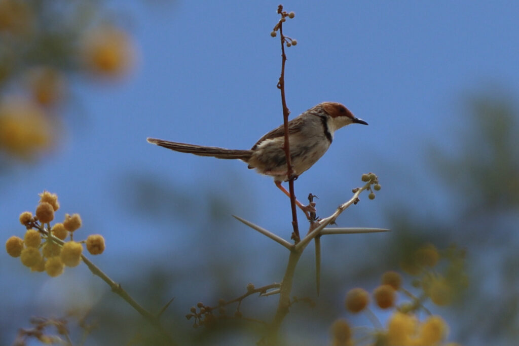 A Rufous-eared warbler ((Malcorus pectoralis) photographed here on a Vachellia karroo tree.