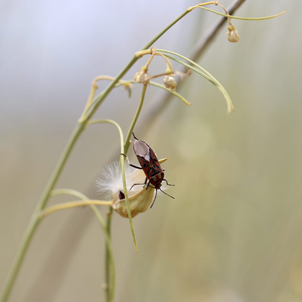 Spilostethos, a milkweed bug.