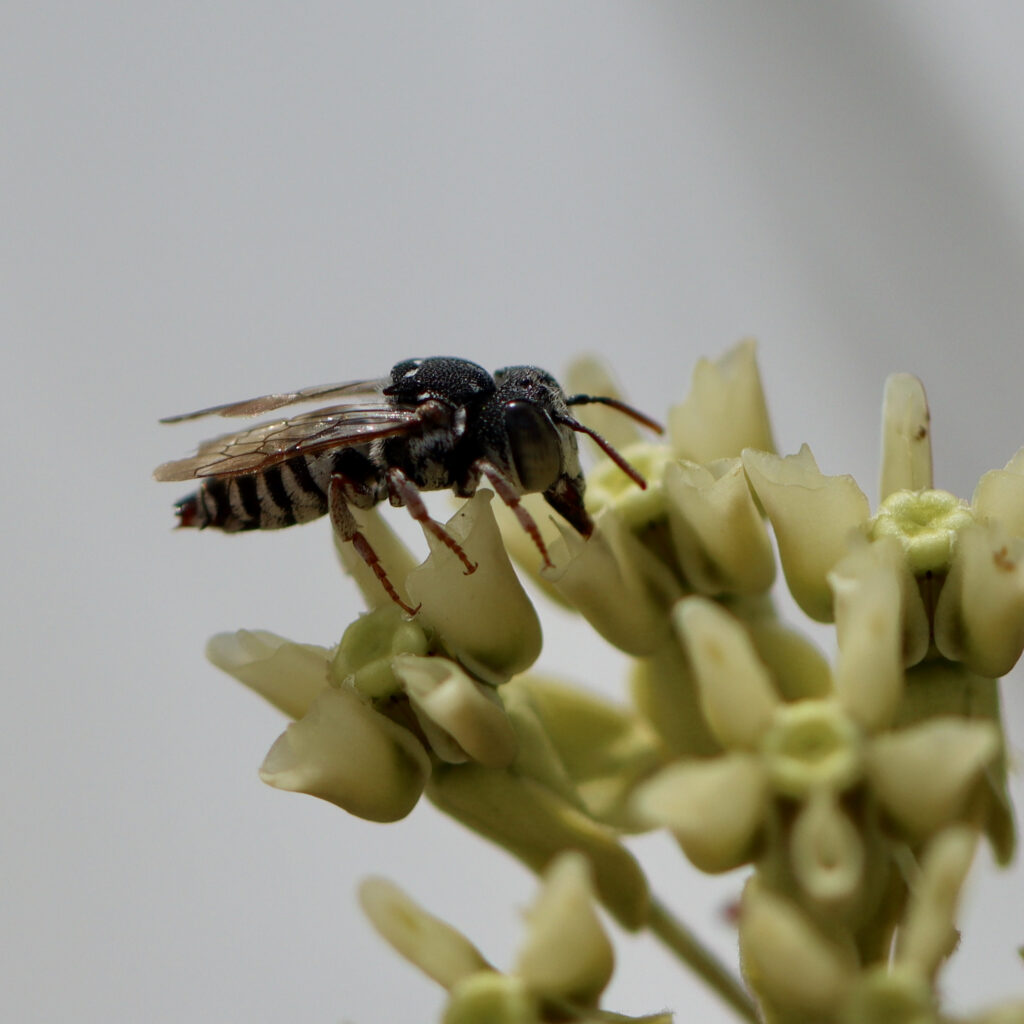 A male Coelioxys kleptoparasite bee.