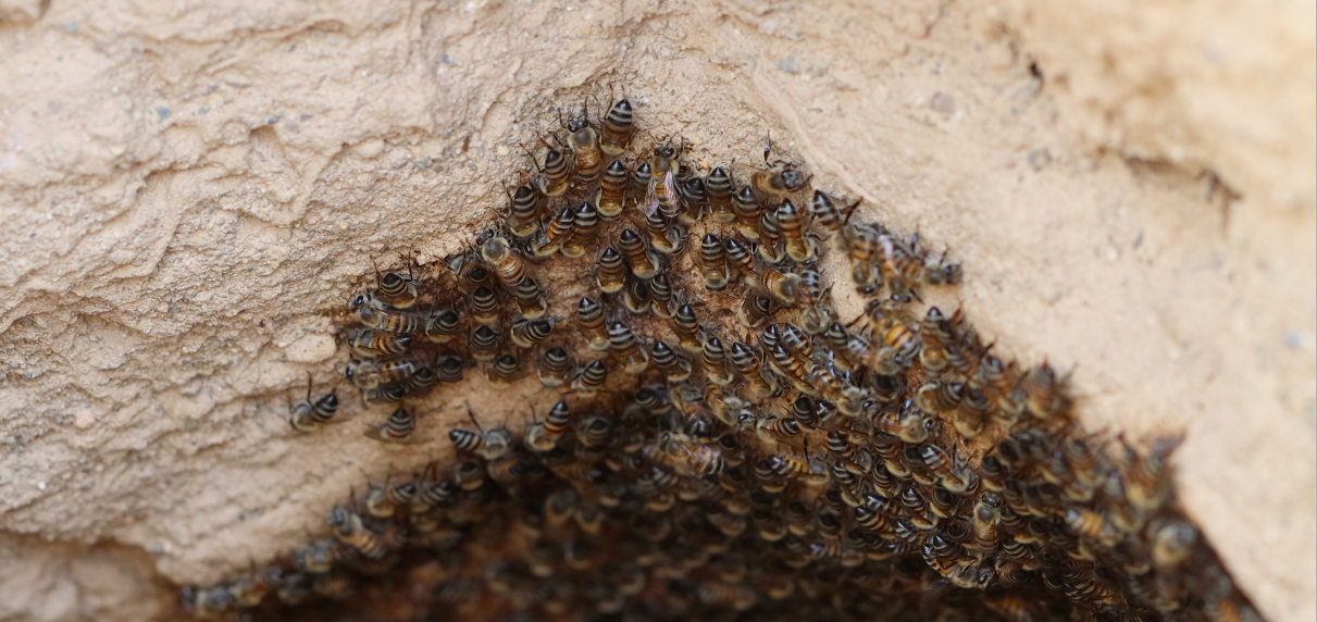 In a second cavity situated in an aardvark burrow honeybees prepare surface soils and apply propolis with lammerlat resins.