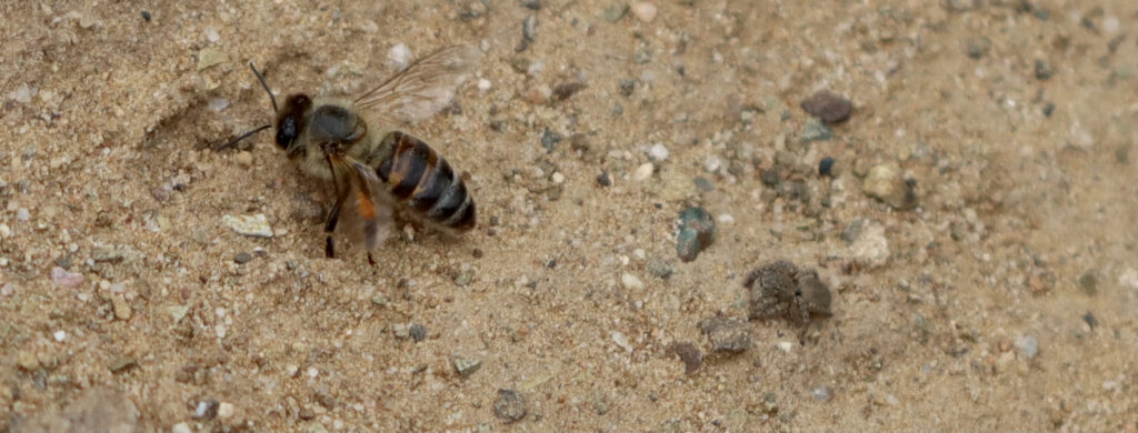 Honeybee followed by a jumping spider