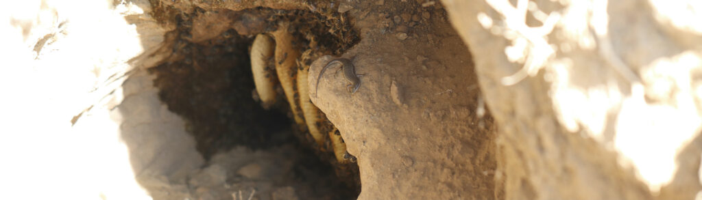 wild honeybee nest in aardvark burrow