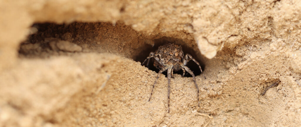 Wolf spider with many babies on its back