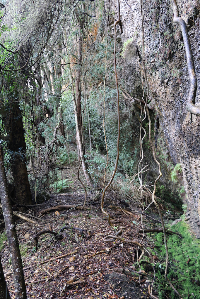 The Heuningklip stream at the foot of the Heuningklip encourages the growth of trees which cover most of its face.