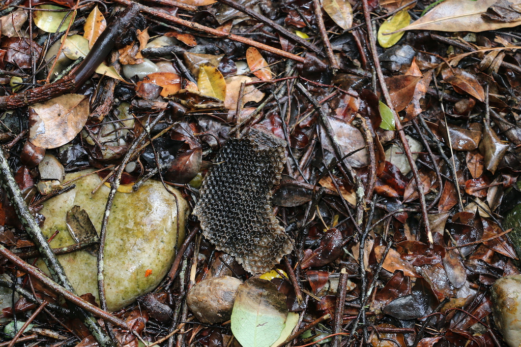 Piece of comb from one of the wild honeybee nests located below the cliff face.