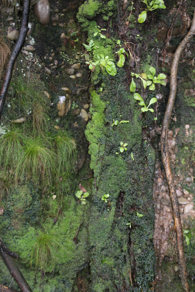 Substantial rainfall of the previous two years resulted in the profusion of mosses growing.