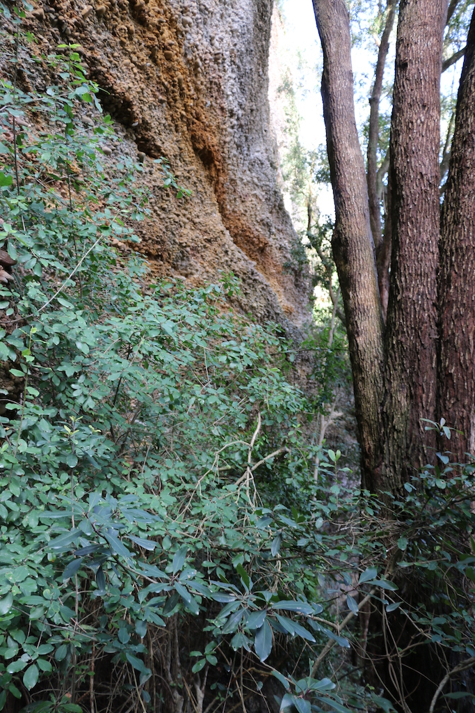 Wild olive trees growing against the cliff face.