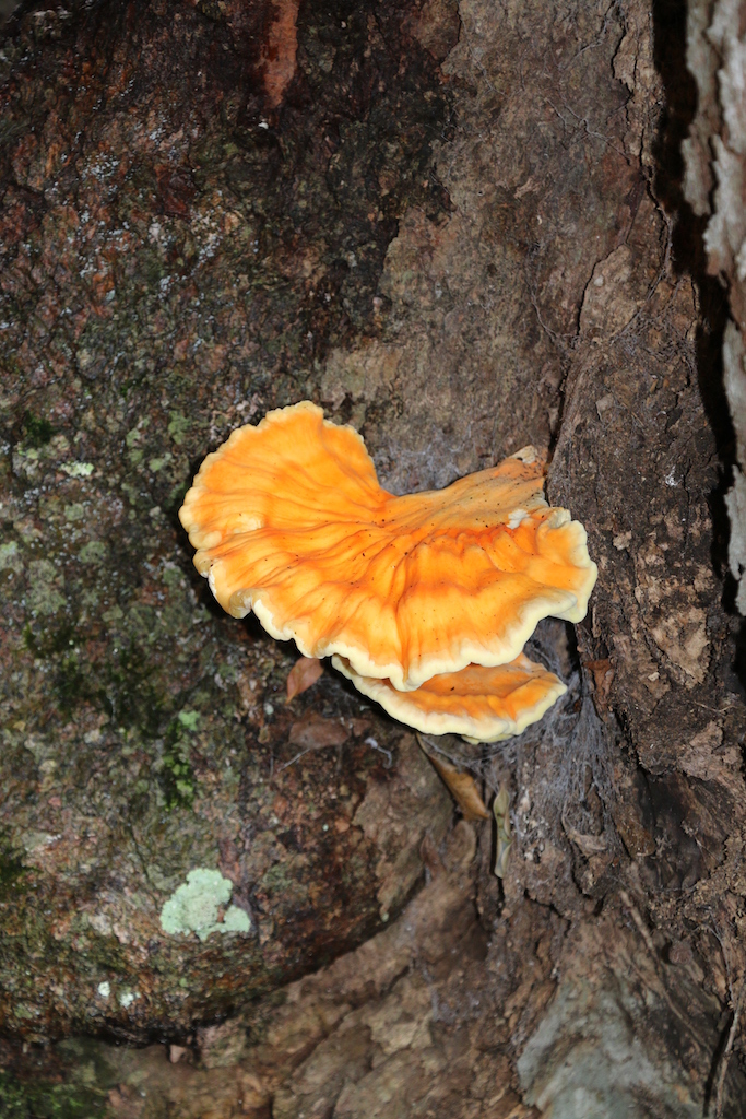 Substantial rainfall of the previous two years resulted in the profusion of fungi growing