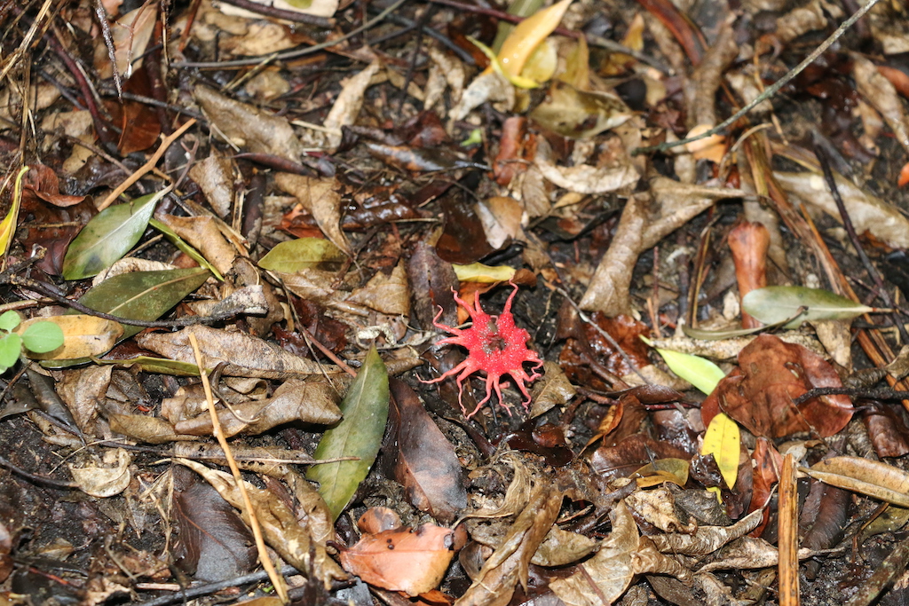 Fruiting body of the stinkhorn fungus, Aseroë rubra.