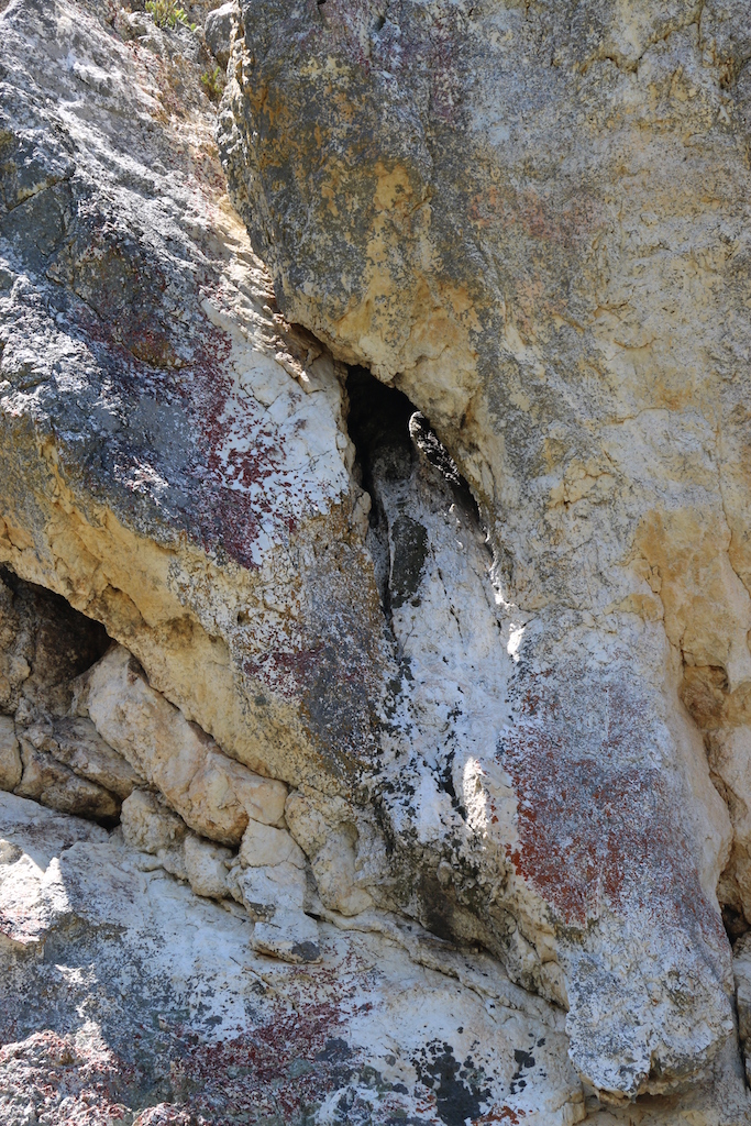 wild honeybee nest