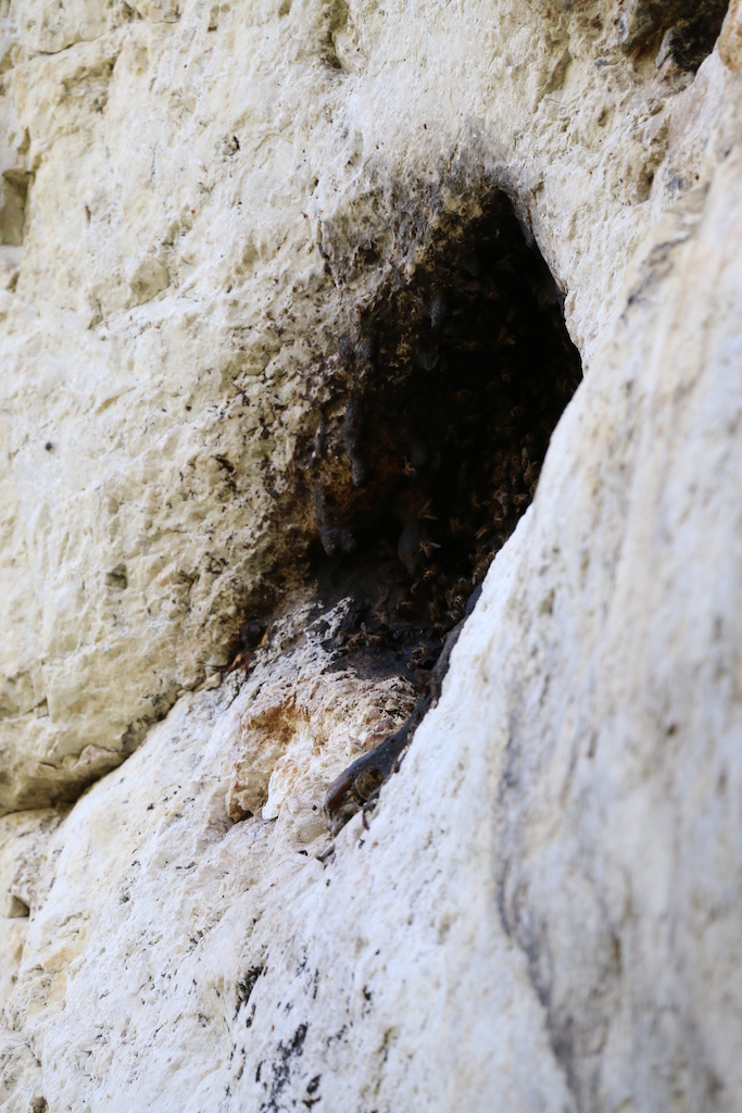 Propolis covered entrance to the cavity housing the honeybee colony.