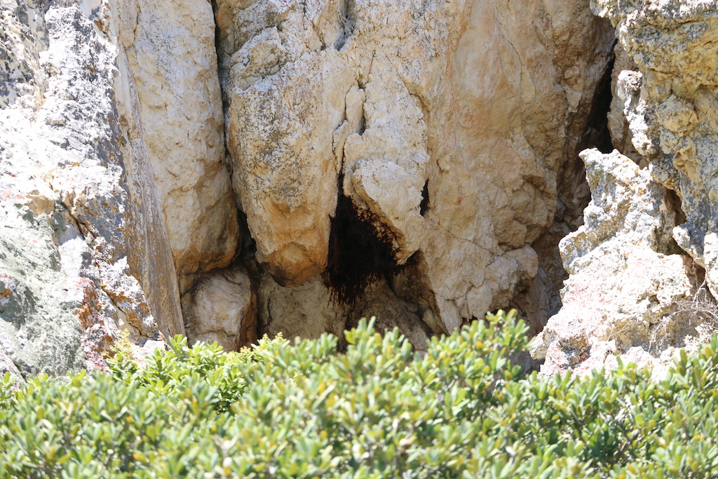 Wild honeybee colonies