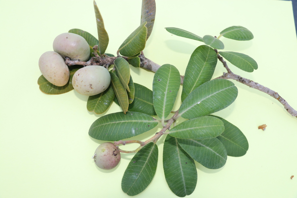 Fruits of the Rockwood (Kliphout) tree, Heeria argentea.