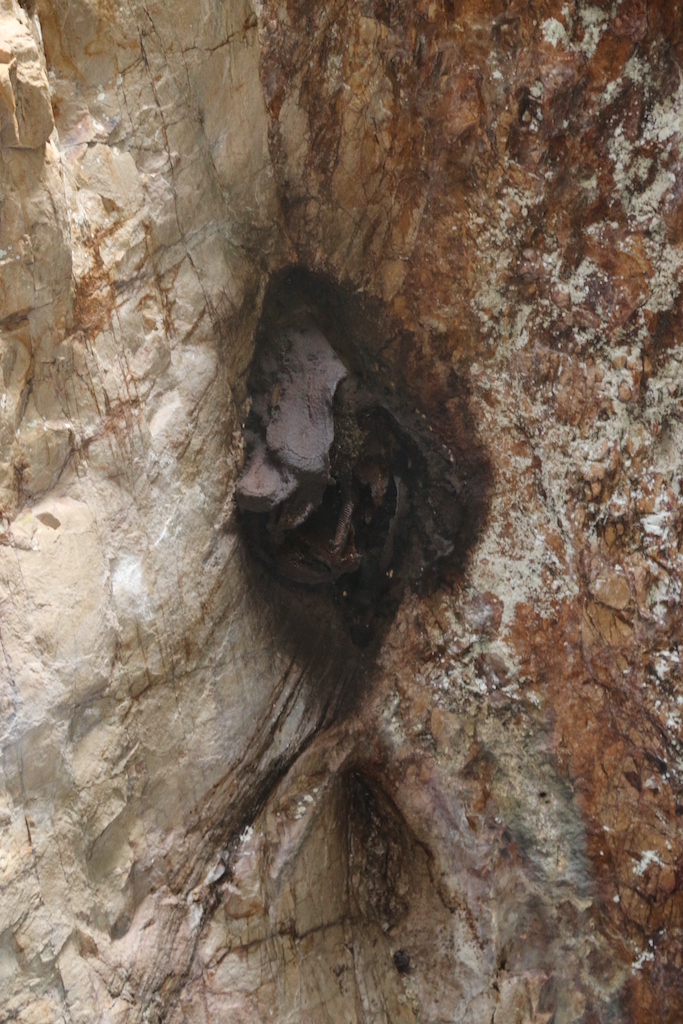 Wild honeybee colony