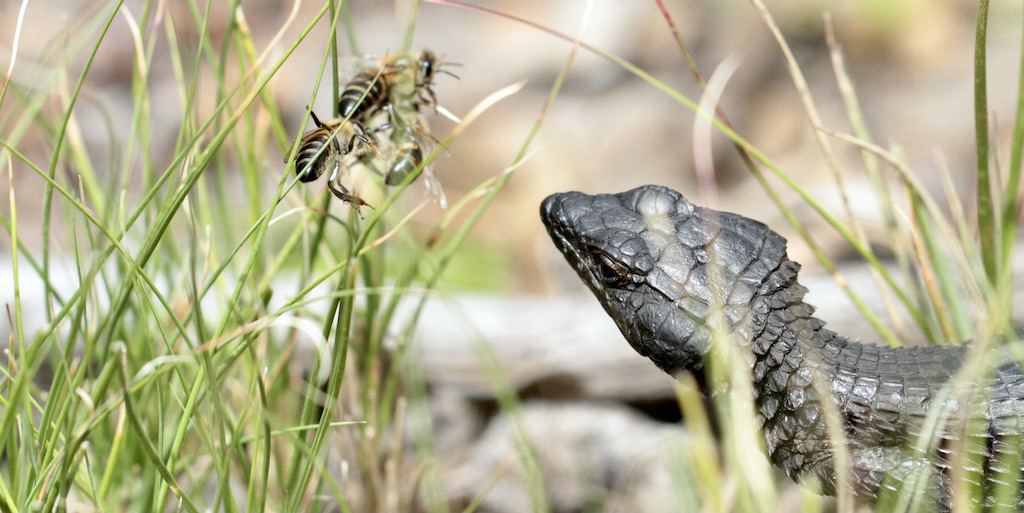 Black girdled lizard predating on honeybees