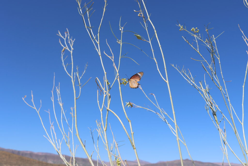 African monarch butterfly.