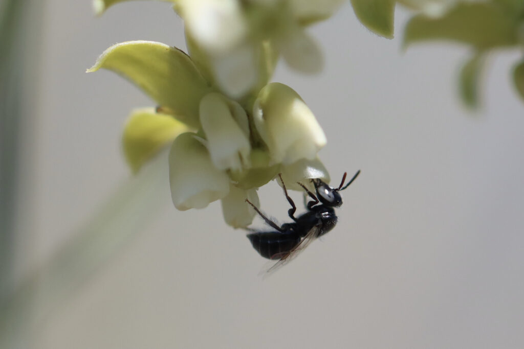 Allodapula bee sipping nectar.