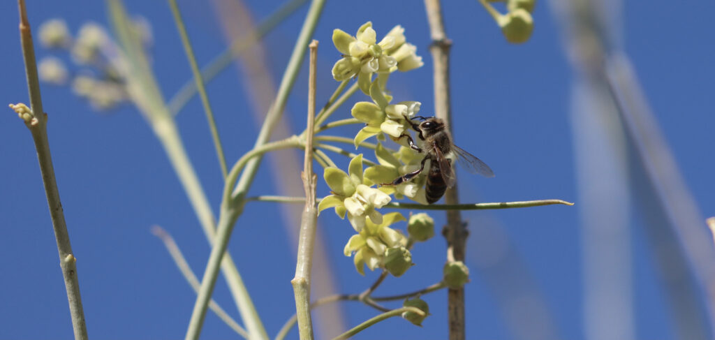 Honeybee on Lammerlat