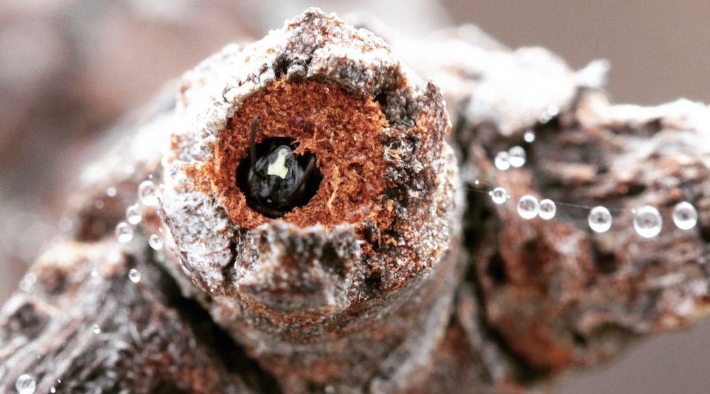 Solitary bee nesting in pithy stem