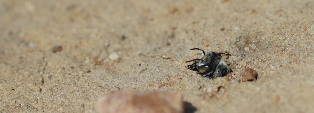 Leaf cutter bee on deflation hollow