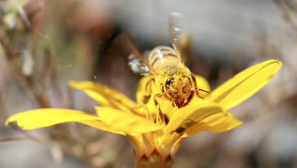 honeybee on Gazania, an annual flower in desert regions