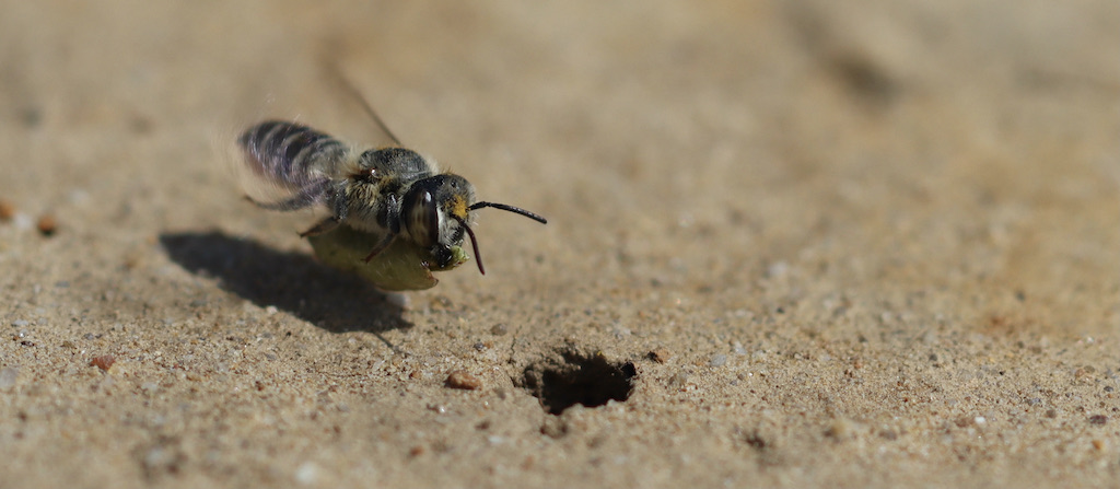 Leaf cutter bee returning with leaf material to her nest in the ground