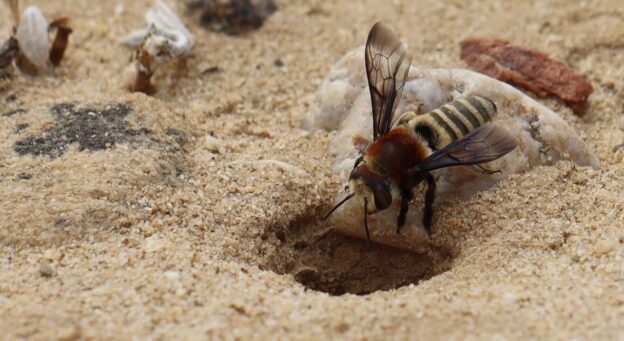 Notes from a Wild Bee Reserve: Megachile discolor